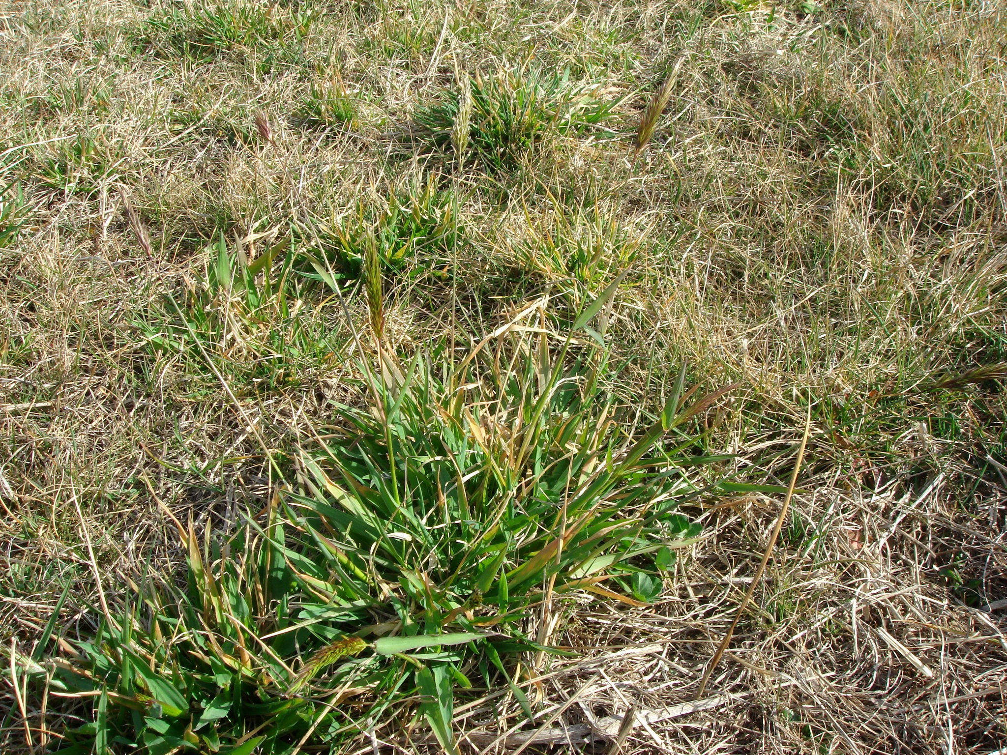 Anthoxanthum odoratum L.